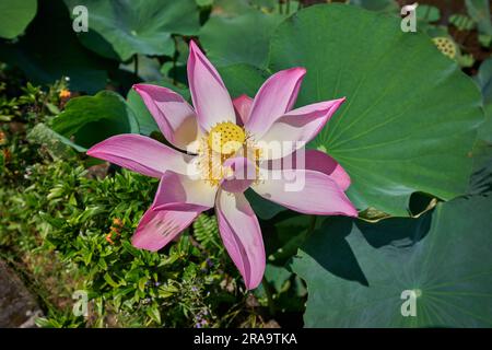 Nelumbo nucifera, également connu sous le nom de lotus sacré, lotus Laxmi, lotus indien, nénuphars ou simplement lotus, famille des Nelumbonaceae. Banque D'Images