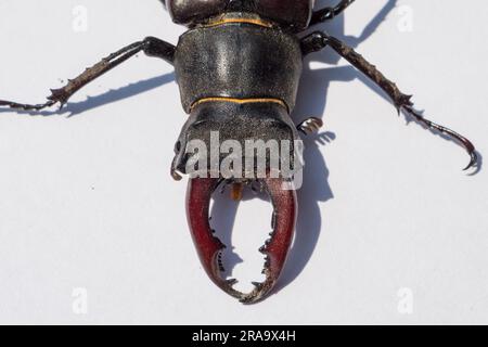 Gros plan sur les mandibles d'un coléoptère mâle (Lucanus cervus), trouvé dans l'ouest de Londres, au Royaume-Uni. Banque D'Images