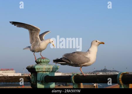 Mouettes sur le front de mer de Brighton avec le Palace Pier en arrière-plan Banque D'Images