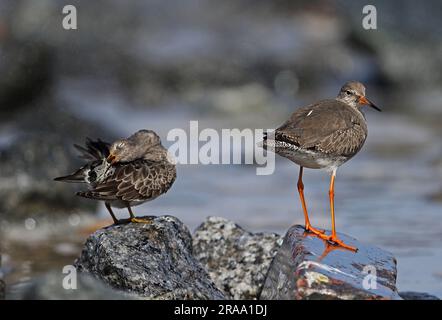 Sandpiper pourpre (Calidris maritima) et Redstank commun (Tringa totanus) adultes debout sur les défenses de mer de granit avec Sandpiper pourpre prêtant Eccl Banque D'Images