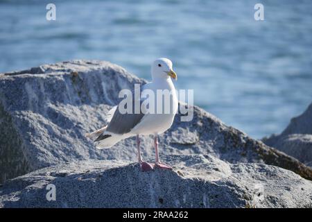 Seagull perché sur un rocher à White Rock Pier en Colombie-Britannique, Canada Banque D'Images