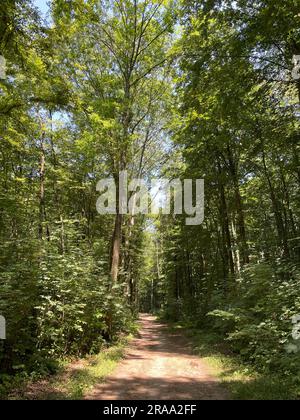 Sentier de randonnée dans la réserve naturelle d'Ohligser Heide à Solingen, Rhénanie-du-Nord-Westphalie, Allemagne Banque D'Images