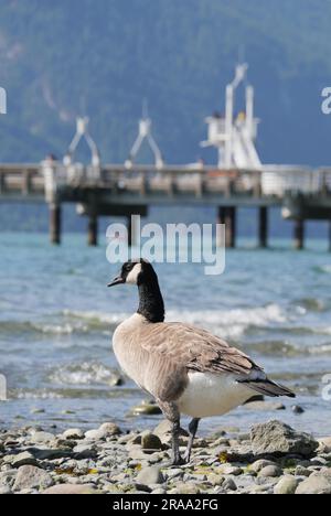 Bernache du Canada debout sur la plage au parc provincial de Porteau Cove, Colombie-Britannique, Canada Banque D'Images