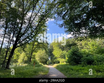 Sentier de randonnée dans la réserve naturelle d'Ohligser Heide à Solingen, Rhénanie-du-Nord-Westphalie, Allemagne Banque D'Images