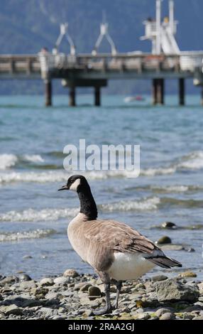 Bernache du Canada debout sur la plage au parc provincial de Porteau Cove, Colombie-Britannique, Canada Banque D'Images