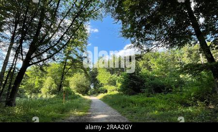 Sentier de randonnée dans la réserve naturelle d'Ohligser Heide à Solingen, Rhénanie-du-Nord-Westphalie, Allemagne Banque D'Images