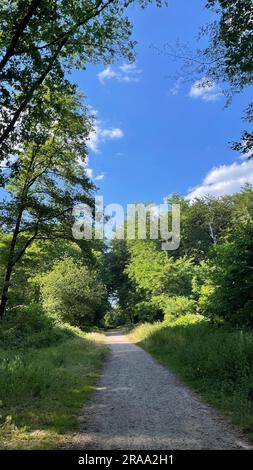 Sentier de randonnée dans la réserve naturelle d'Ohligser Heide à Solingen, Rhénanie-du-Nord-Westphalie, Allemagne Banque D'Images