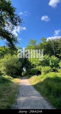 Sentier de randonnée dans la réserve naturelle d'Ohligser Heide à Solingen, Rhénanie-du-Nord-Westphalie, Allemagne Banque D'Images