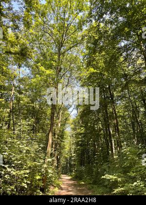 Sentier de randonnée dans la réserve naturelle d'Ohligser Heide à Solingen, Rhénanie-du-Nord-Westphalie, Allemagne Banque D'Images