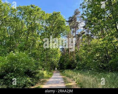 Sentier de randonnée dans la réserve naturelle d'Ohligser Heide à Solingen, Rhénanie-du-Nord-Westphalie, Allemagne Banque D'Images