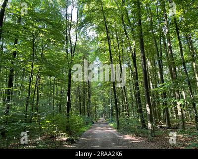 Sentier de randonnée dans la réserve naturelle d'Ohligser Heide à Solingen, Rhénanie-du-Nord-Westphalie, Allemagne Banque D'Images