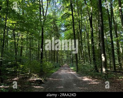 Sentier de randonnée dans la réserve naturelle d'Ohligser Heide à Solingen, Rhénanie-du-Nord-Westphalie, Allemagne Banque D'Images