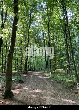 Sentier de randonnée dans la réserve naturelle d'Ohligser Heide à Solingen, Rhénanie-du-Nord-Westphalie, Allemagne Banque D'Images