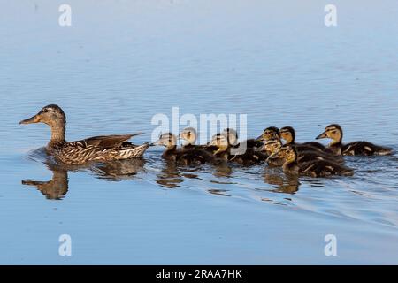 Dorney, Buckinghamshire, Royaume-Uni. 2nd juillet 2023. Une femelle canard colvert et ses neuf petits canetons adorables nageant dans l'eau d'inondation sur Dorney Common dans Buckinghamshire. Crédit : Maureen McLean/Alay Live News Banque D'Images