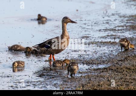 Dorney, Buckinghamshire, Royaume-Uni. 2nd juillet 2023. Une femelle canard colvert et ses neuf petits canetons adorables nageant dans l'eau d'inondation sur Dorney Common dans Buckinghamshire. Crédit : Maureen McLean/Alay Live News Banque D'Images