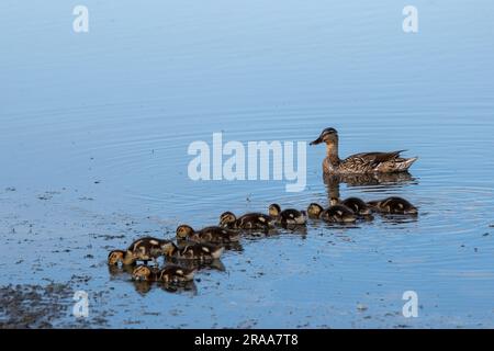 Dorney, Buckinghamshire, Royaume-Uni. 2nd juillet 2023. Une femelle canard colvert et ses neuf petits canetons adorables nageant dans l'eau d'inondation sur Dorney Common dans Buckinghamshire. Crédit : Maureen McLean/Alay Live News Banque D'Images