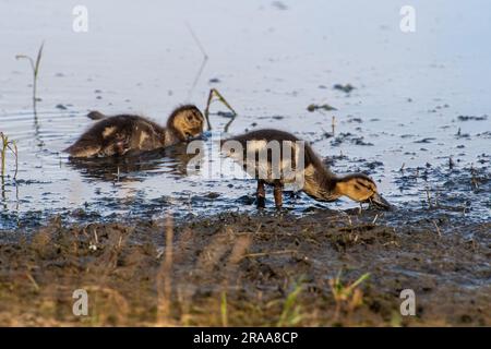 Dorney, Buckinghamshire, Royaume-Uni. 2nd juillet 2023. Une femelle canard colvert et ses neuf petits canetons adorables nageant dans l'eau d'inondation sur Dorney Common dans Buckinghamshire. Crédit : Maureen McLean/Alay Live News Banque D'Images