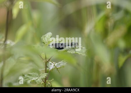 Mouche Demoiselle mâle bandée (Calopteryx splendens) perchée sur une feuille verte, milieu de l'image, dans le profil droit, sur un fond vert, Royaume-Uni Banque D'Images