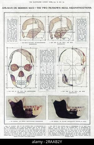 APE-Man of Modern Man ? Les deux reconstructions du crâne de Pillatdown. Une page de The Illustrated London News, discutant des mérites des reconstructions du Dr A. Smith-Woodward du crâne et de la mandibule de l'homme de Pilotdown sur les reconstructions proposées par le professeur Arthur Keith et le Dr J Leon Williams. En 1953, la découverte s'est avérée être un canular, une combinaison du crâne d'un homme médiéval, de la mâchoire d'un orangé et des dents de chimpanzé. Date: 1913 Banque D'Images