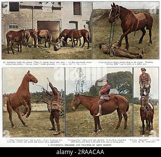 Le lieutenant Mike Rimington, à la fin des lanciers de 37th, a vu briser des chevaux indisciplinés et vivicieuses pour l'armée britannique au département de remise en état de Underdale Hall près de Shrewsbury en 1916. Rimington a pris des cas des chevaux les plus ingérables avec un grand succès. Les chevaux illustrés ici incluent, du haut à gauche dans le sens horaire, Savage Simon dont le rapport du Bureau de la guerre l'avait décrit comme 'vicieuse et assez ingérable. A blessé six hommes, certains gravement. Il savoura le conducteur et déchira la selle en morceaux. » (Rimington est vu avec sa mascotte de chien, Tiger). La photo en haut à droite montre Rimington comment Banque D'Images