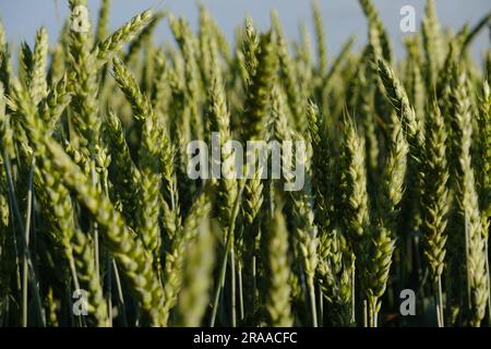 Gros plan sur les épillets de blé et d'orge. La texture des grains des épis de blé est verte, ce qui mûrit. Épis de blé d'élite qui mûrit, gros plan. Récolte de qualité des céréales. Banque D'Images