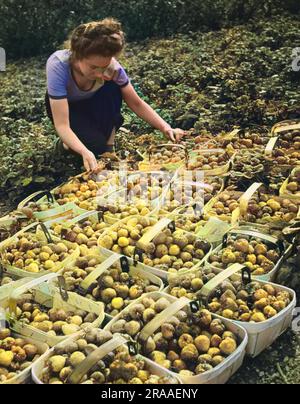 Une Land Girl travaillant à cueillir des fraises dans une ferme pendant la Seconde Guerre mondiale Banque D'Images