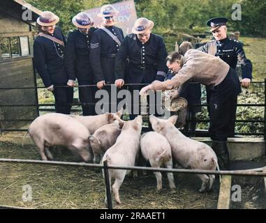 Vue sur le quartier de la police de Hyde Park, adjacent au poste de police de Hyde Park pendant la Seconde Guerre mondiale Les policiers ont construit pour les cochons une maison de cochon spacieuse et des enclos. Après l'engraissement, les porcs sont vendus à l'Office de commercialisation des cochons, mais les membres du club sont autorisés à en tuer un sur trois mois pour leur propre bénéfice. Date : 1st novembre 1940 Banque D'Images