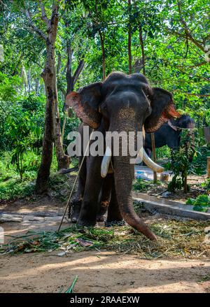 Où Eléphants Roam Free et Dreams prennent leur envol - Punnathur Kotta, un pays des merveilles! Banque D'Images