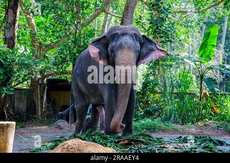 Où Eléphants Roam Free et Dreams prennent leur envol - Punnathur Kotta, un pays des merveilles! Banque D'Images