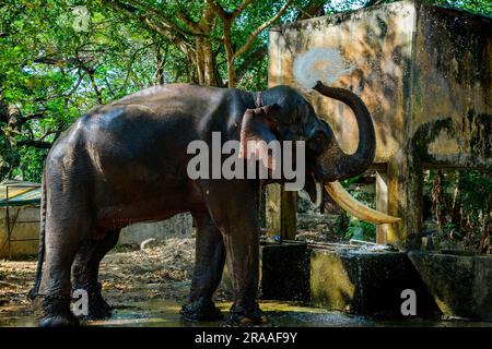 Où Eléphants Roam Free et Dreams prennent leur envol - Punnathur Kotta, un pays des merveilles! Banque D'Images