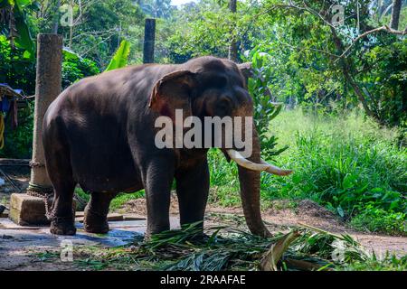 Où Eléphants Roam Free et Dreams prennent leur envol - Punnathur Kotta, un pays des merveilles! Banque D'Images