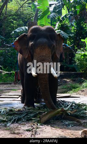 Où Eléphants Roam Free et Dreams prennent leur envol - Punnathur Kotta, un pays des merveilles! Banque D'Images