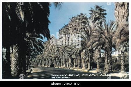 Beverly Drive, Beverly Hills, Hollywood, Californie, États-Unis, bordé de palmiers. Date: 20th siècle Banque D'Images