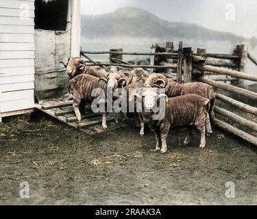 Prix RAMS, gare de Burrawang, Nouvelle-Galles du Sud, Australie. Date: Vers 1890s Banque D'Images