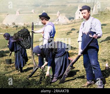 Skye crofters plantation de pommes de terre, Écosse. Date : fin du 19th siècle Banque D'Images