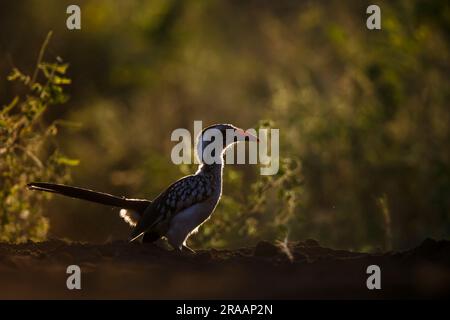 Hornbill à bec rouge du Sud en contre-jour à l'aube dans le parc national Kruger, Afrique du Sud ; famille de Bucerotidae de Specie Tockus rufirostris Banque D'Images