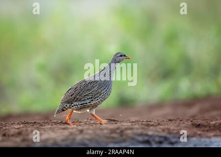 Natal francolin marchant sur le sol dans le parc national Kruger, Afrique du Sud ; famille de Phasianidae espèce Pternistis natalensis Banque D'Images