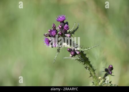 Chardon de marais ensoleillé (Cirsium palustre), tige unique avec fleurs et bourgeons, venant de la droite de l'image au centre, prise au Royaume-Uni en juin Banque D'Images