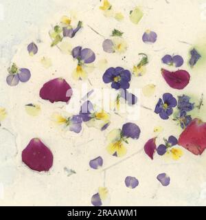Papier fait à la main avec des pétales clairement visibles de roses et de pansies sauvages. Banque D'Images