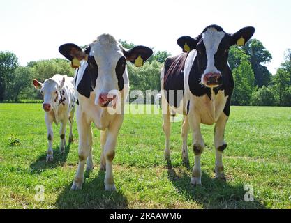 Trois jeunes vaches noires et blanches curieuses. La race est Holstein Frise Banque D'Images