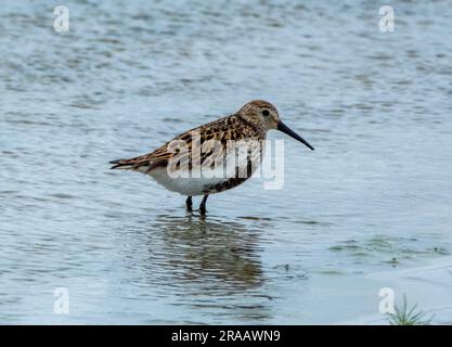 Dunlin (Calidris alpina). Adulte en plumage d'été, Isle of Tiree, Inner Hebrides, Écosse, Royaume-Uni Banque D'Images