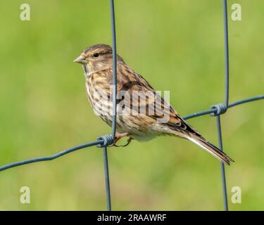 Twite, Linaria flavirostris, perché sur un fil de clôture, Balephuil, Tiree, Hébrides intérieures, Écosse. Banque D'Images