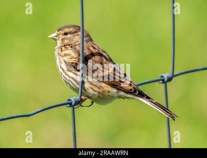 Twite, Linaria flavirostris, perché sur un fil de clôture, Balephuil, Tiree, Hébrides intérieures, Écosse. Banque D'Images