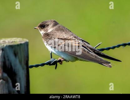 Sable Martin, Riparia riparia perché sur un fil de clôture, Balephuil, île de Tiree, Écosse Banque D'Images