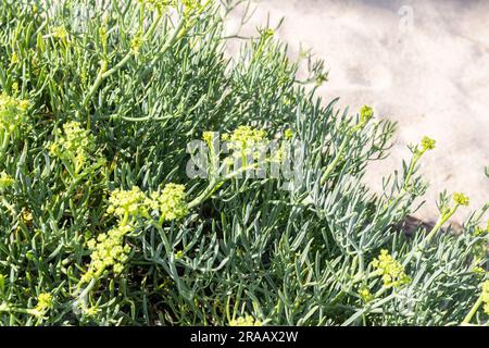 Fenouil de mer poussant sur la plage sauvage. Crithmum maritimum Banque D'Images