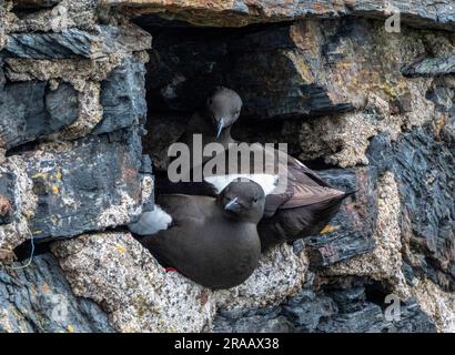 Guillemot noir (Cepphus grylle) nichant sur le mur de la mer dans le port d'Oban, en Écosse, au Royaume-Uni. Banque D'Images