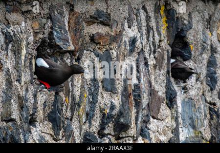 Guillemot noir (Cepphus grylle) nichant sur le mur de la mer dans le port d'Oban, en Écosse, au Royaume-Uni. Banque D'Images