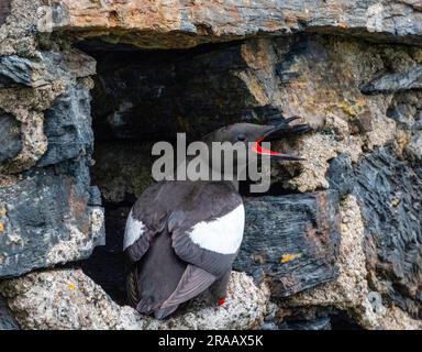 Guillemot noir (Cepphus grylle) nichant sur le mur de la mer dans le port d'Oban, en Écosse, au Royaume-Uni. Banque D'Images