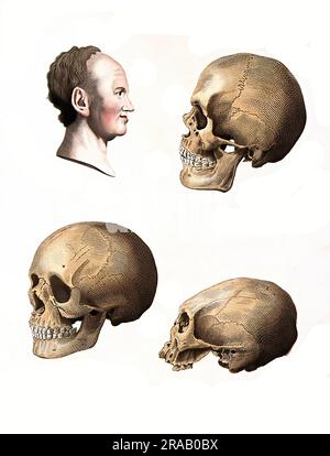 Médecine, Anatomie, profil d'un homme bissecté avec une courbe pour mesurer le cerveau, crânes d'un Turque (en haut à droite), une femme géorgienne (en bas à gauche) et un homme des Caraïbes (en bas à droite)., Histoire, reproduction numériquement restaurée d'un 19th siècle original / Medizin, Anatomie, profil eines Mannes, Der mit einer Kurve zur Messung des Gehirns halbiert wurde, Schädel eines Türken (oben rechts), einer georgischen Frau (unten links) und eines Mann aus der Karibik (unten rechts)., Historisch, digital restaurierte Reproduktion aus Voreiner 19. Jahrhundert Banque D'Images