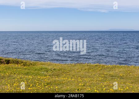 Paysage laconique de l'Islande. Trois couches de prairie verte remplies de pissenlits jaunes, océan Atlantique bleu profond et ciel clair bleu clair. Banque D'Images